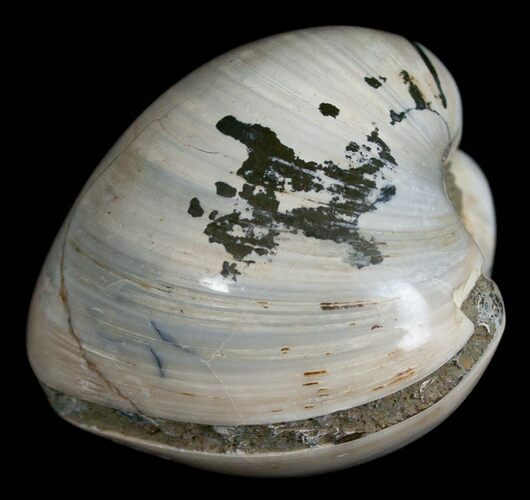 Polished Fossil Clam - Large Size #5266